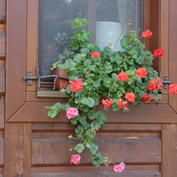 Okenná zábrana na kvety vo vintage štýle na chalúpke 